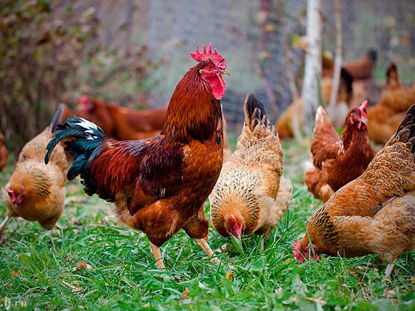 Породы куриц | ЗооТом - продажа, вязка и услуги для животных в Ступино