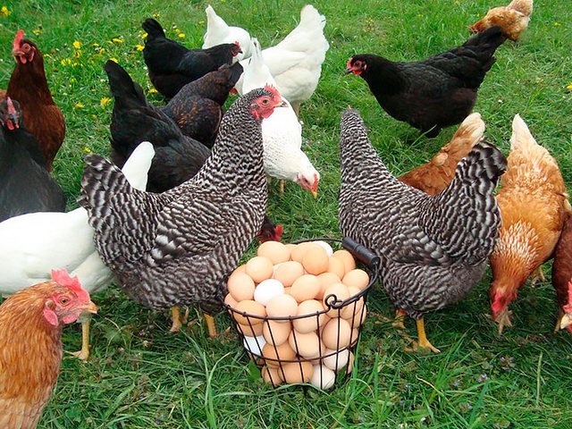 Содержание кур и уход за ними | ЗооТом - продажа, вязка и услуги для животных в Ступино