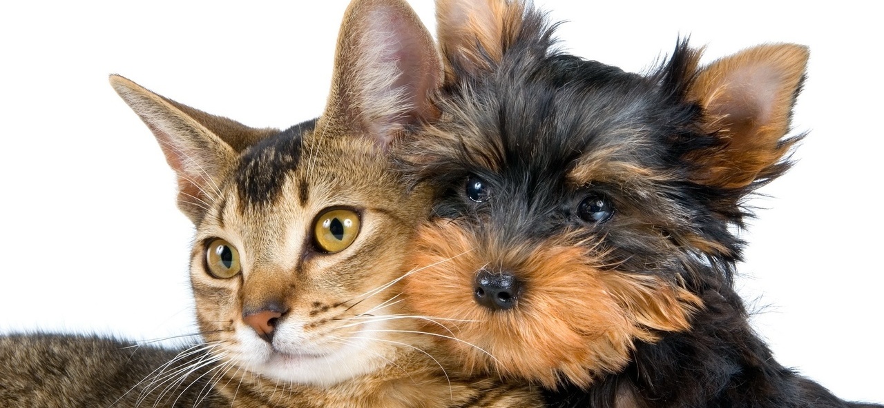 Доска объявлений о животных | ЗооТом - продажа, вязка и услуги для животных в Ступино