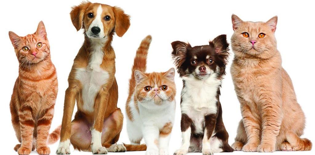 Доска объявлений о животных | ЗооТом - продажа, вязка и услуги для животных в Ступино