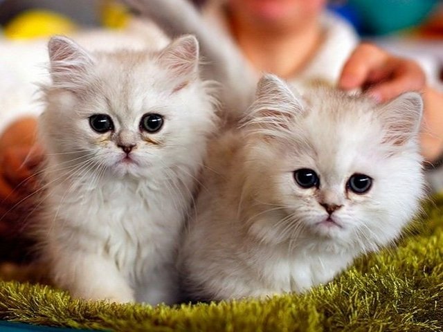 Породы кошек в Ступино | ЗооТом портал о животных