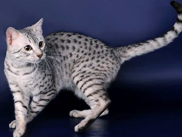 Породы кошек в Ступино | ЗооТом портал о животных
