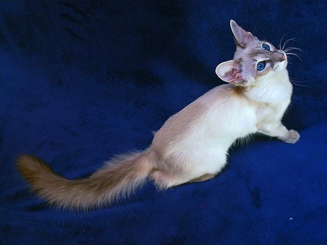 Выведенные породы кошек в Ступино | ЗооТом портал о животных