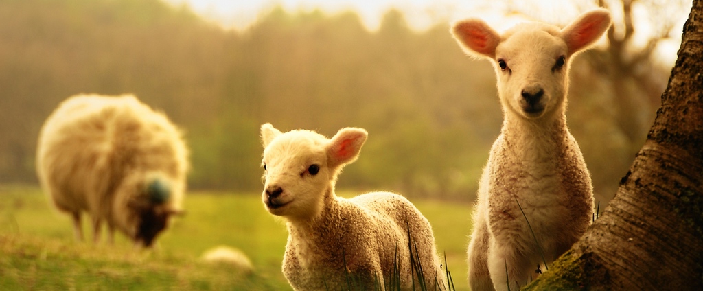 Объявления о сельскохозяйственных животных | ЗооТом - продажа, вязка и услуги для животных в Ступино