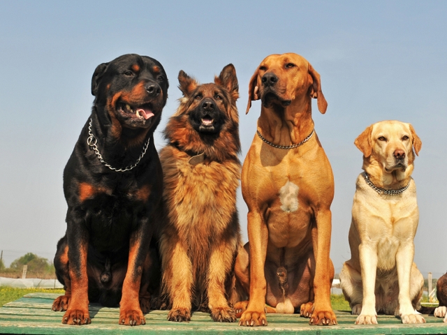 Крупные породы собак в Ступино | ЗооТом портал о животных